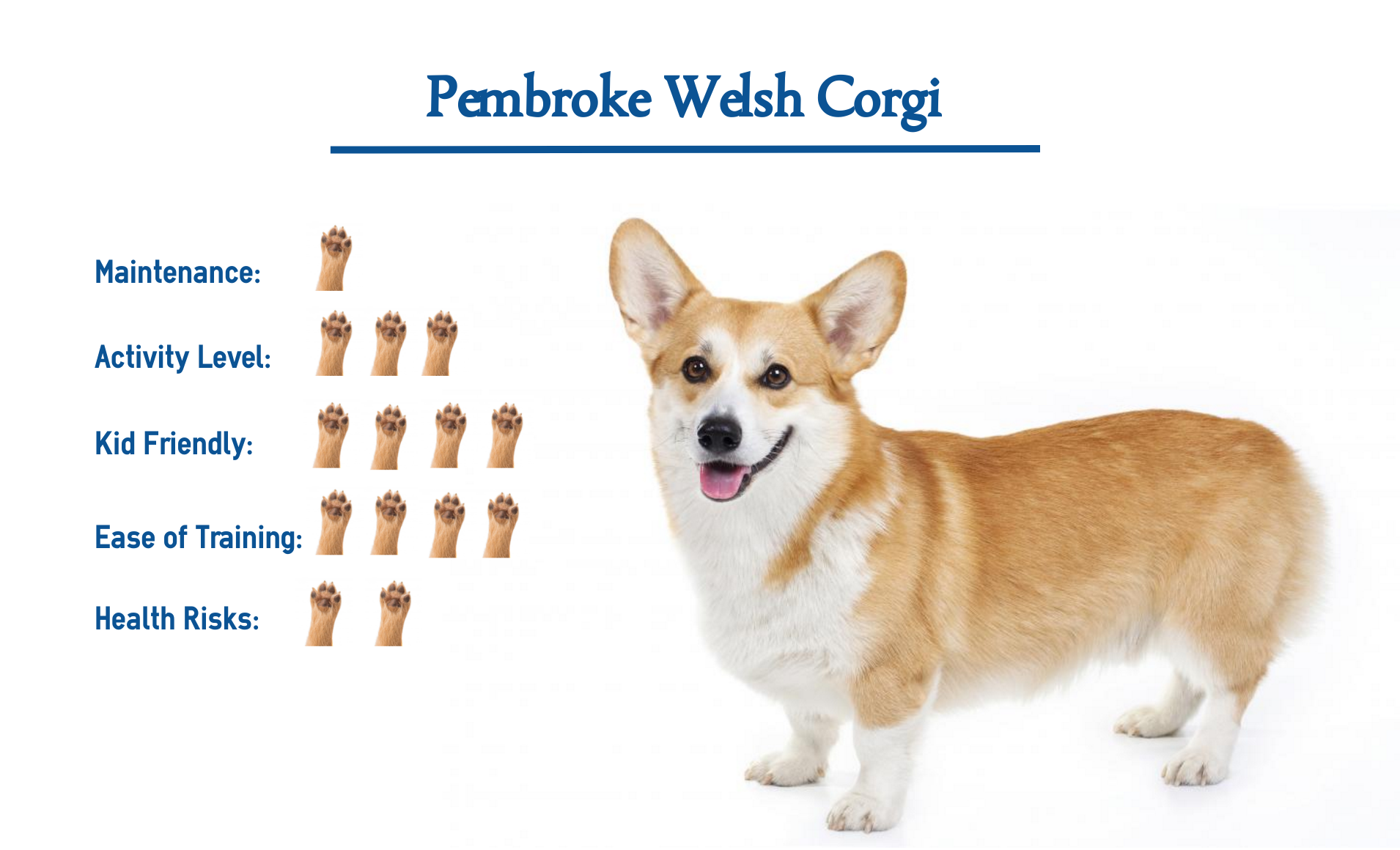 Detail Pembroke Welsh Corgi Nomer 22