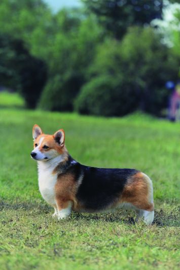 Detail Pembroke Welsh Corgi Nomer 37