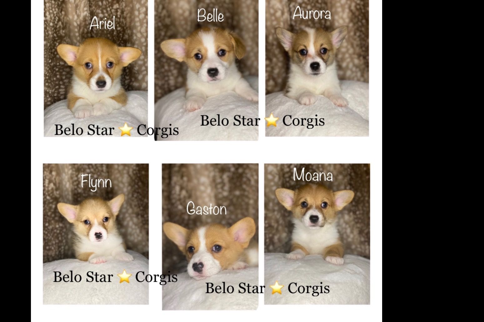 Detail Pembroke Welsh Corgi Indonesia Nomer 15