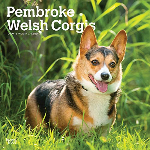 Detail Pembroke Welsh Corgi Indonesia Nomer 18