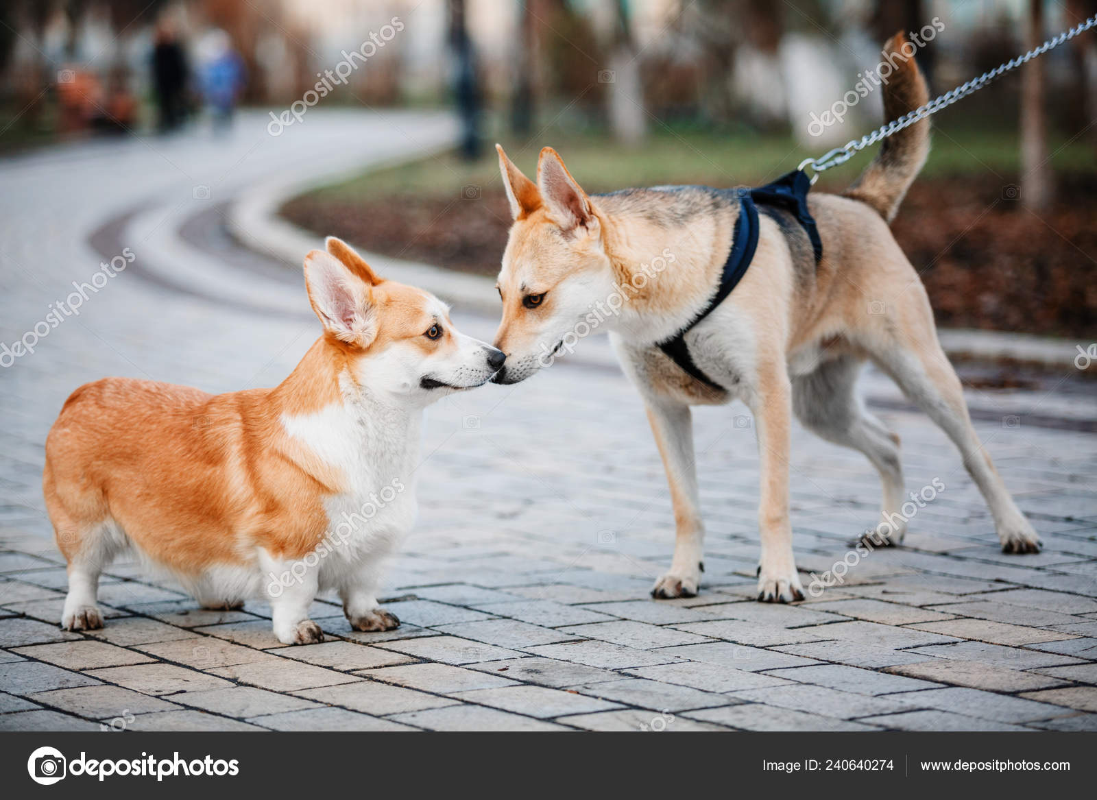 Detail Pembroke Welsh Corgi Indonesia Nomer 56