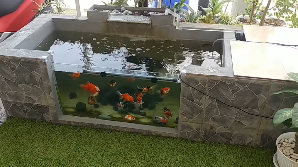 Detail Pembuatan Kolam Ikan Minimalis Nomer 5