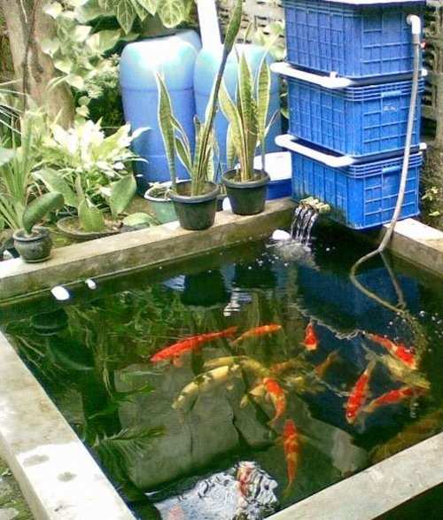 Detail Pembuatan Kolam Ikan Minimalis Nomer 53