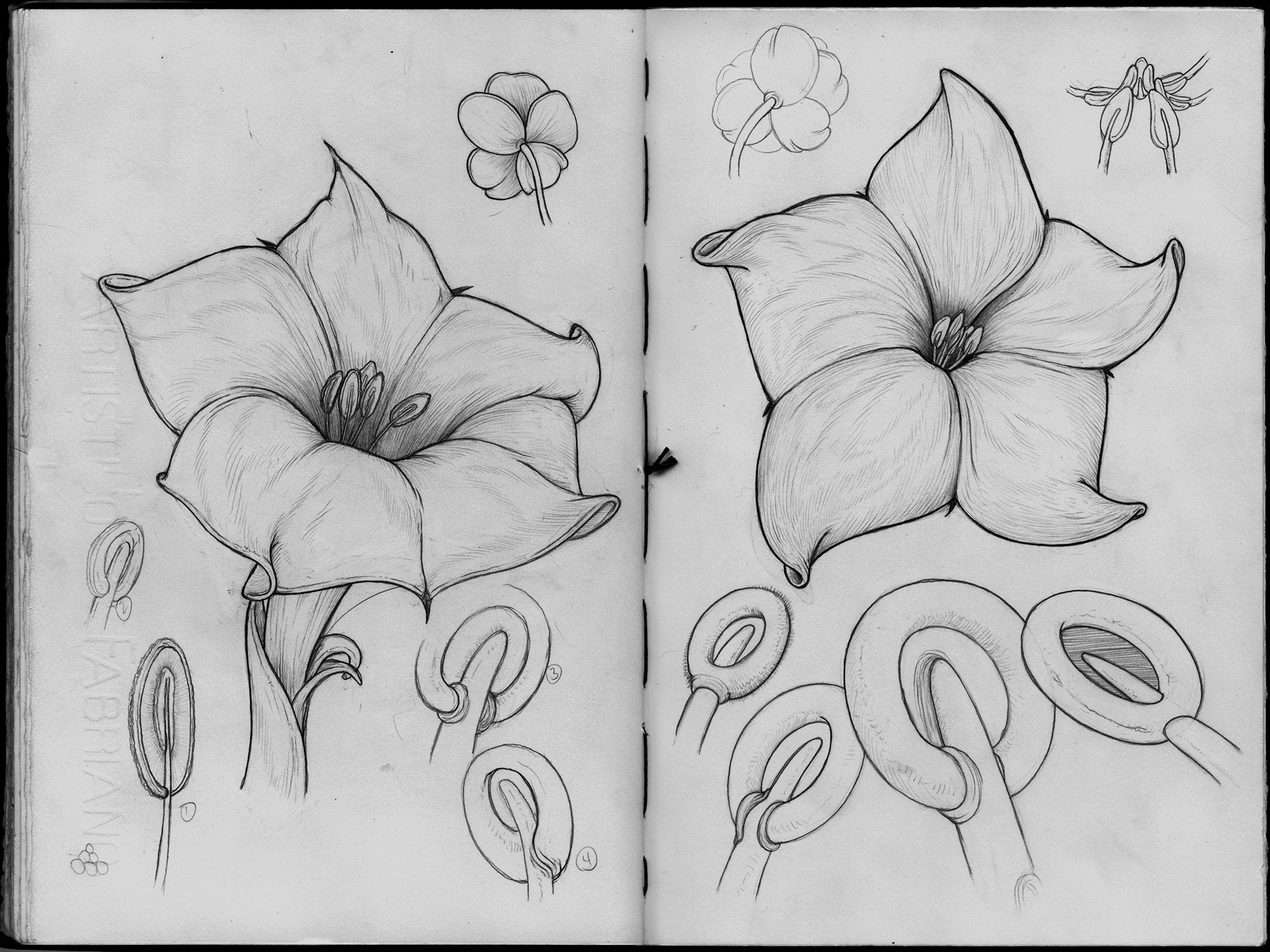 Detail Lukisan Gambar Bunga Raya Nomer 28