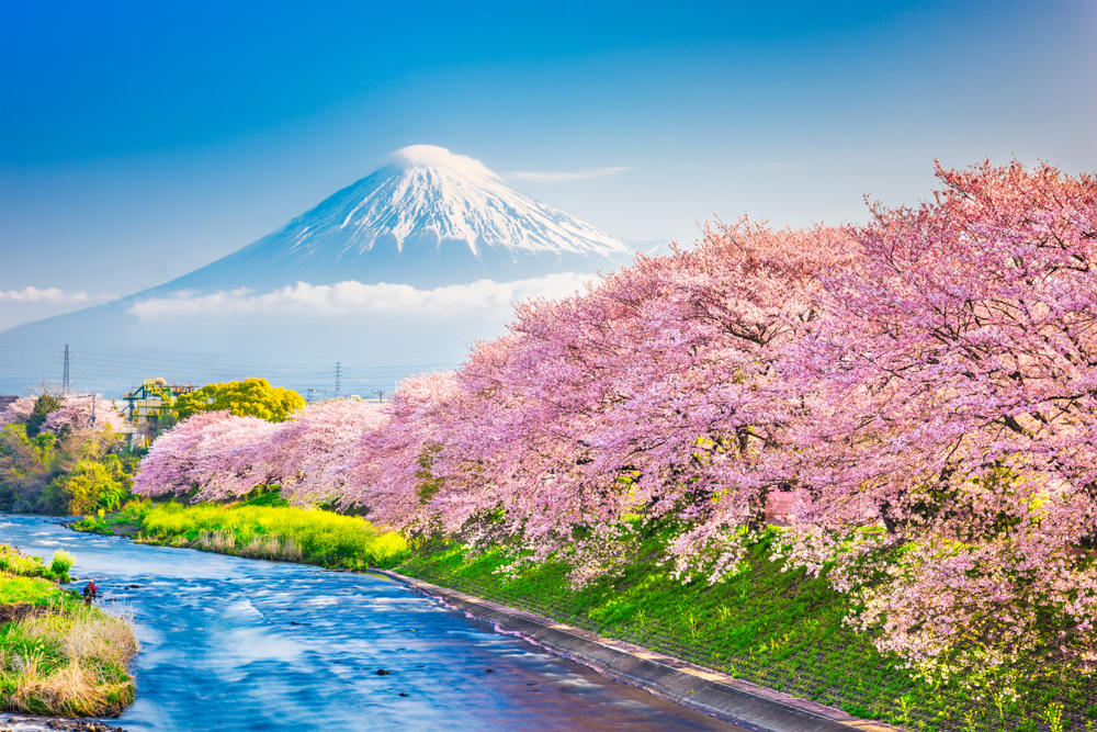 Detail Lukisan Gunung Fuji Dan Bunga Sakura Nomer 20