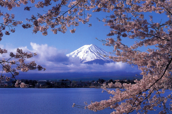 Detail Lukisan Gunung Fuji Dan Bunga Sakura Nomer 25