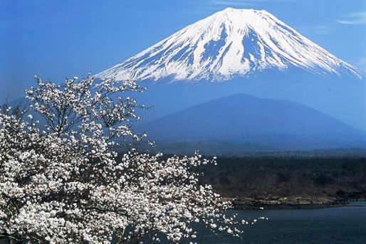 Detail Lukisan Gunung Fuji Dan Bunga Sakura Nomer 49