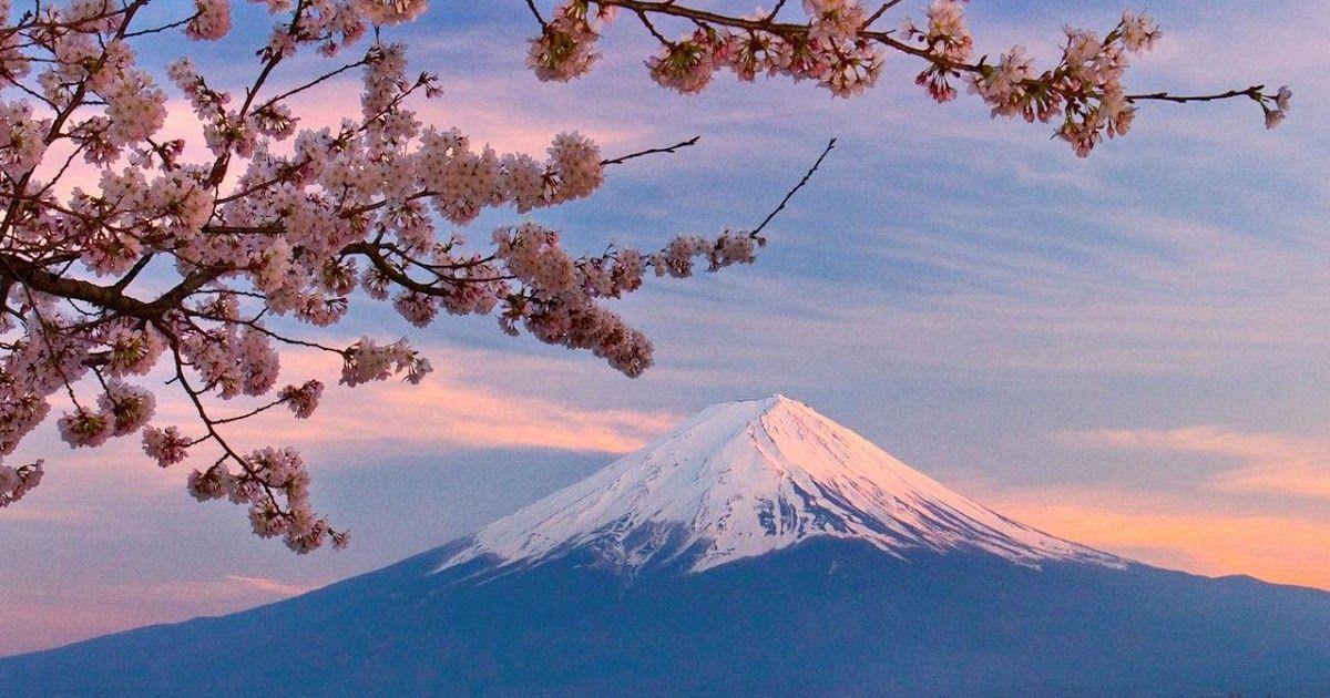 Detail Lukisan Gunung Fuji Dan Bunga Sakura Nomer 54