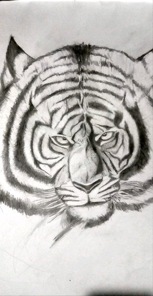 Detail Lukisan Harimau Pensil Nomer 6