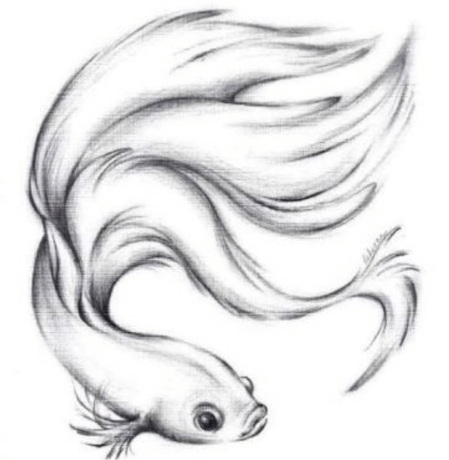 Detail Lukisan Ikan Koi Pensil Nomer 10