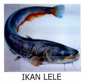 Detail Lukisan Ikan Lele Nomer 7