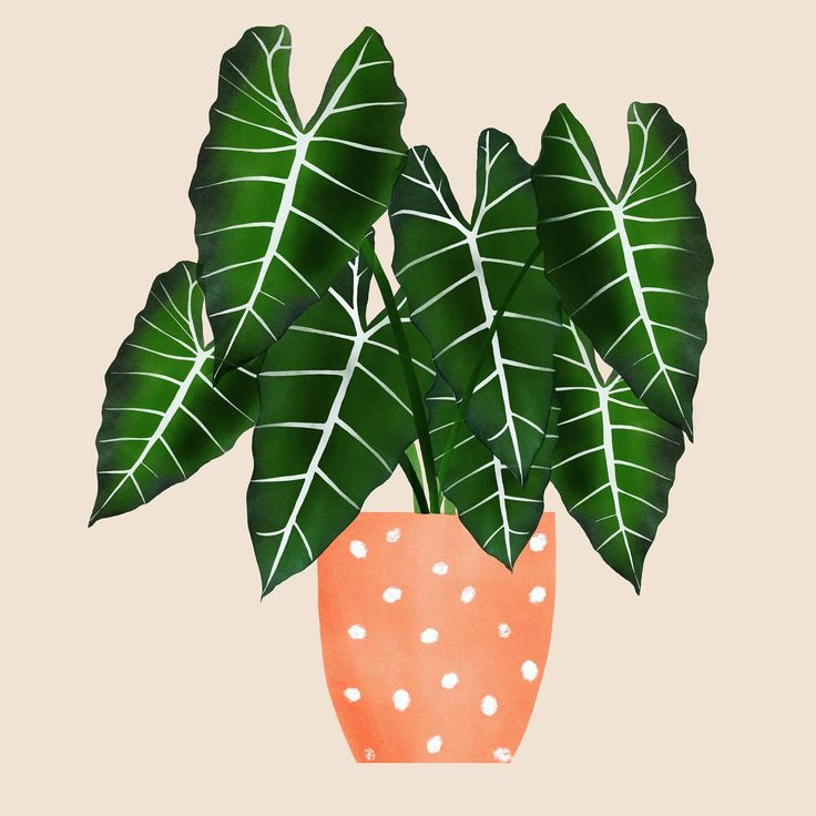 Detail Lukisan Kaktus Pinterest Nomer 56