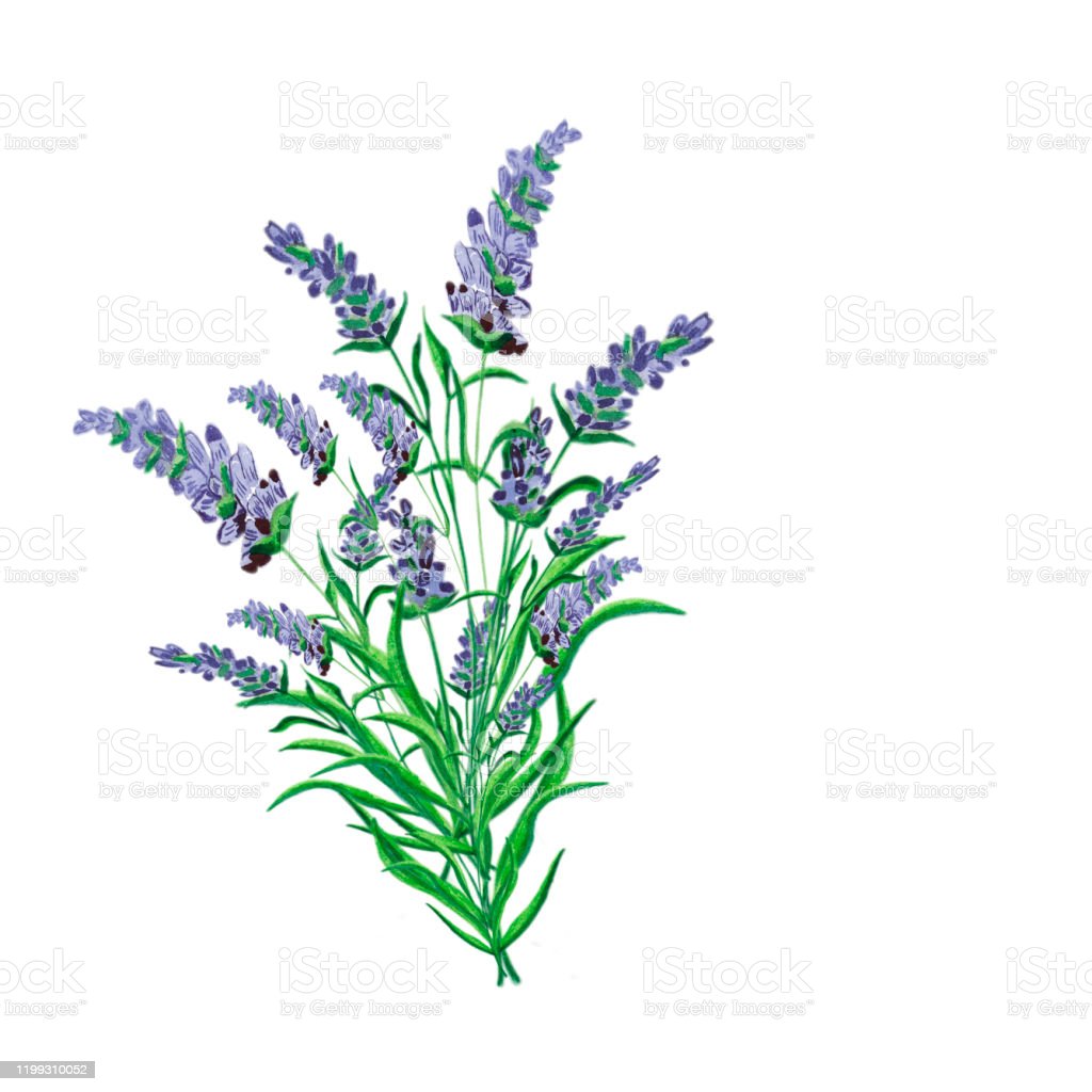 Detail Lukisan Lavender Nomer 10