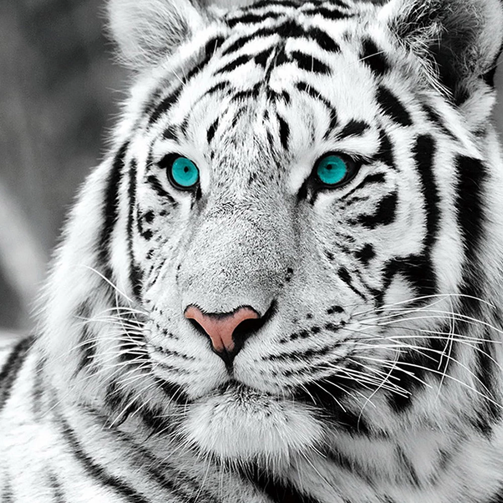 Detail Lukisan Macan Putih Nomer 22