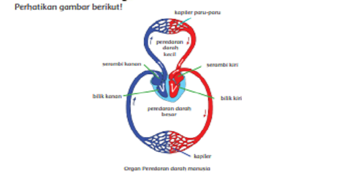 Detail Pembuluh Darah Png Nomer 48