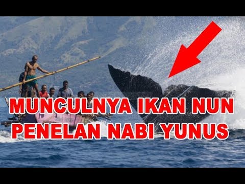 Detail Penampakan Ikan Nun Nomer 16