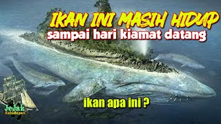 Detail Penampakan Ikan Nun Nomer 3