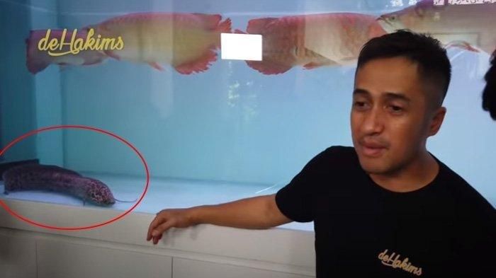 Detail Penampakan Ikan Nun Nomer 22