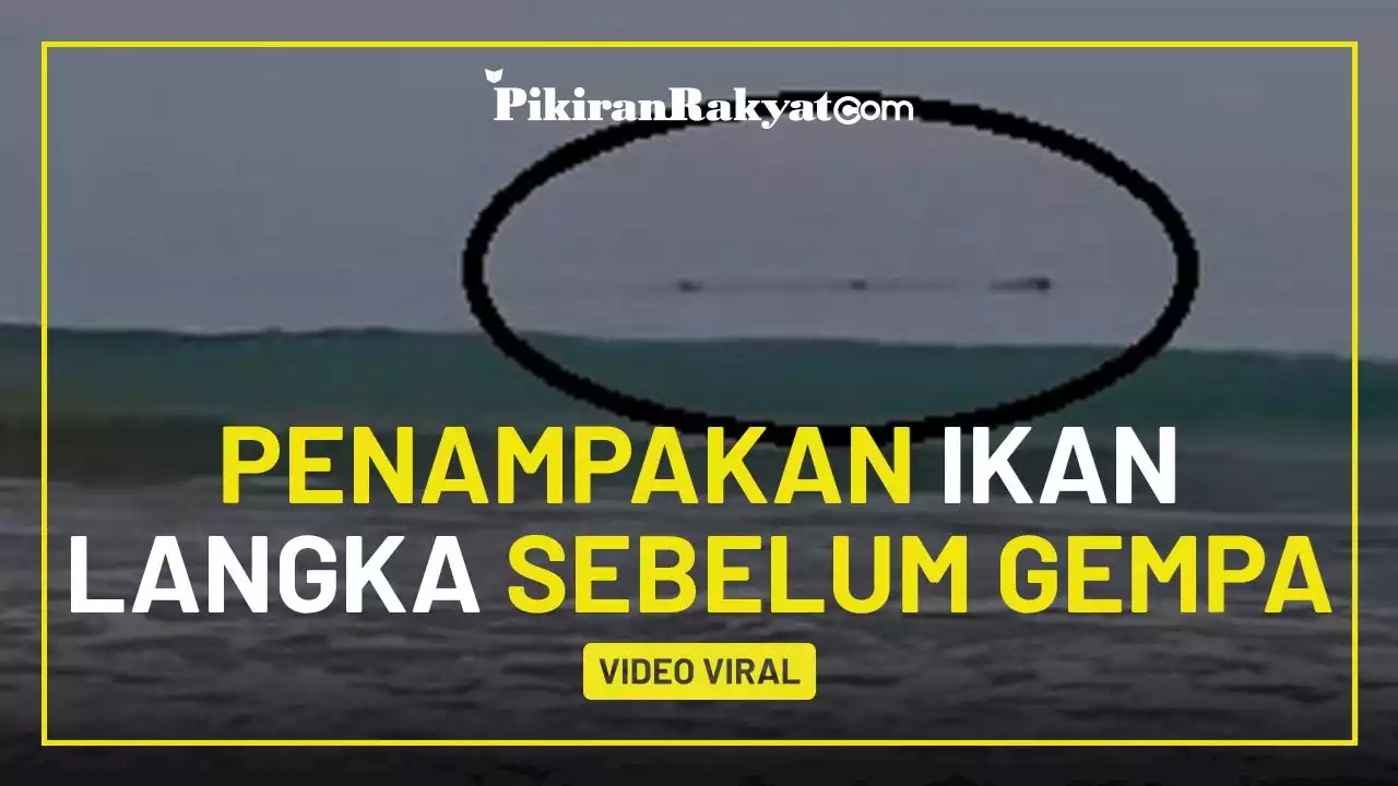 Detail Penampakan Ikan Nun Nomer 32