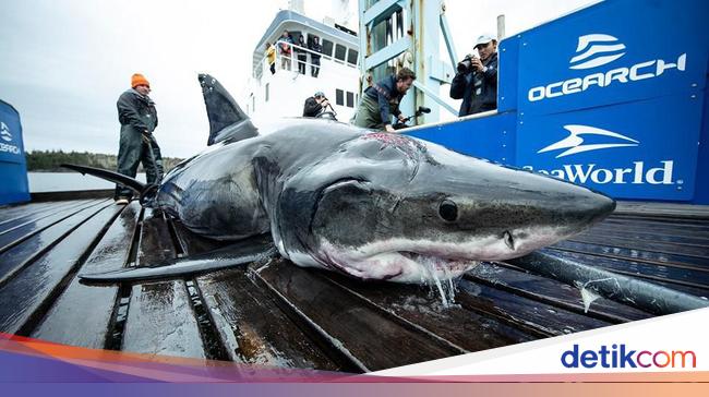 Detail Penampakan Ikan Nun Nomer 34