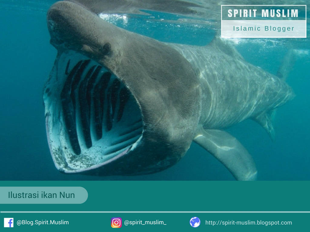 Detail Penampakan Ikan Nun Nomer 40