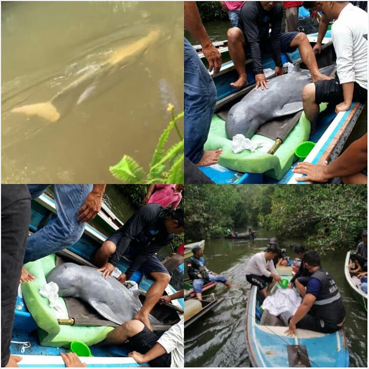 Detail Penampakan Ikan Nun Nomer 41