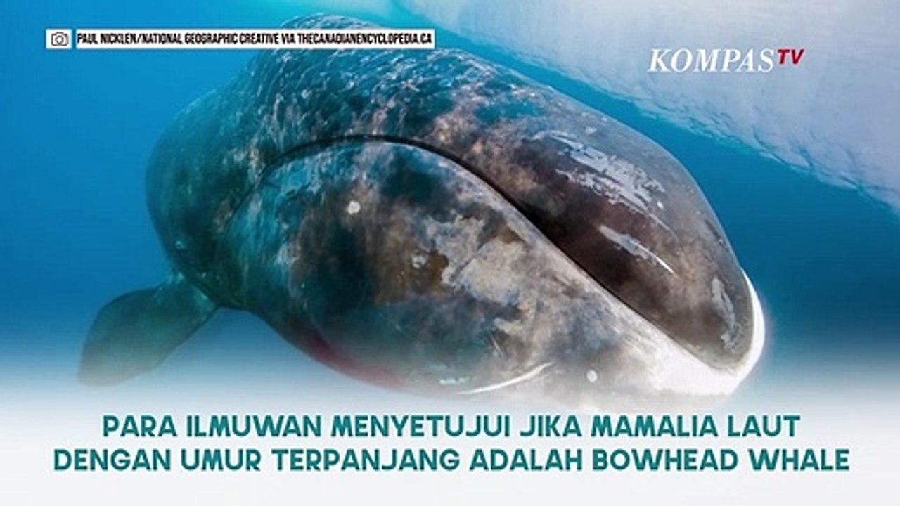 Detail Penampakan Ikan Nun Nomer 47