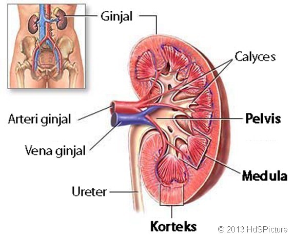 Penampang Ginjal Dan Bagiannya - KibrisPDR