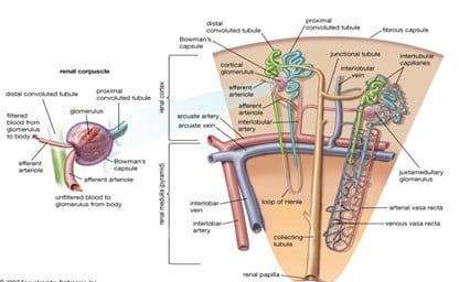 Detail Penampang Ginjal Dan Bagiannya Nomer 49