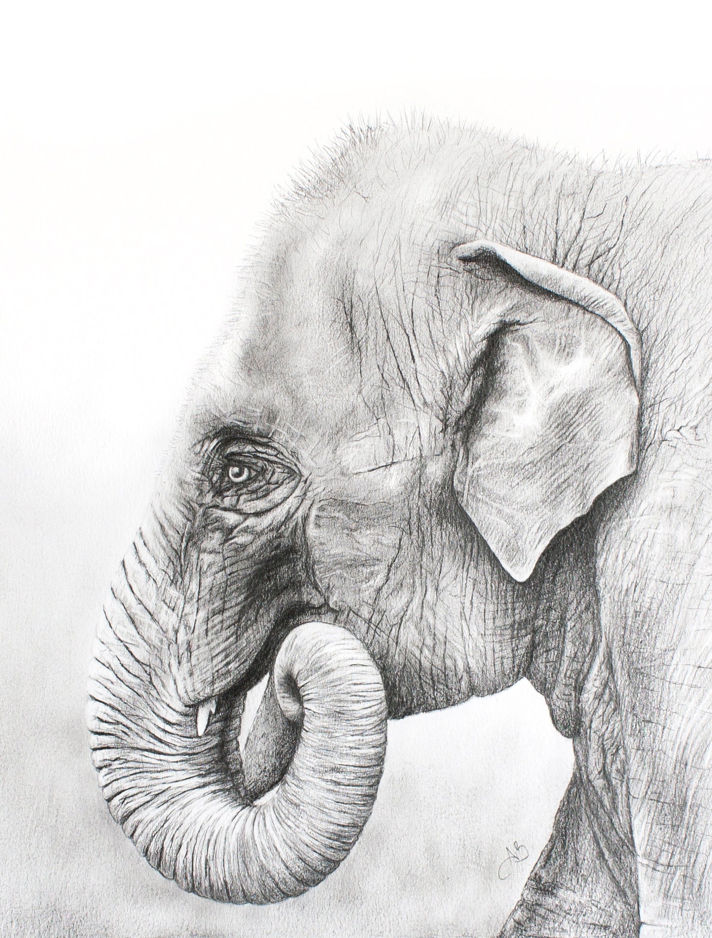 Detail Pencil Drawings Of Elephants Nomer 12