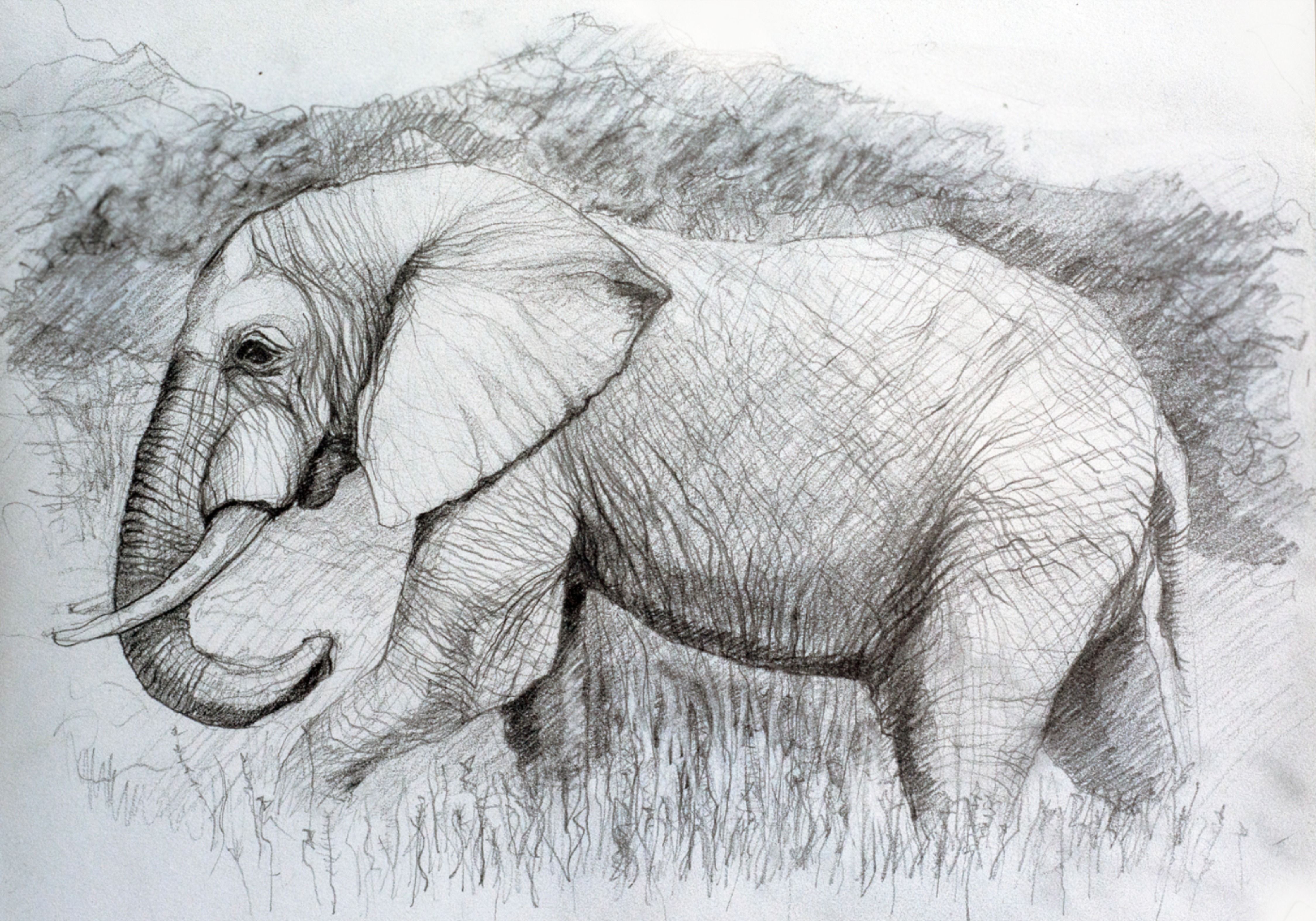 Detail Pencil Drawings Of Elephants Nomer 17