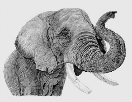 Detail Pencil Drawings Of Elephants Nomer 18