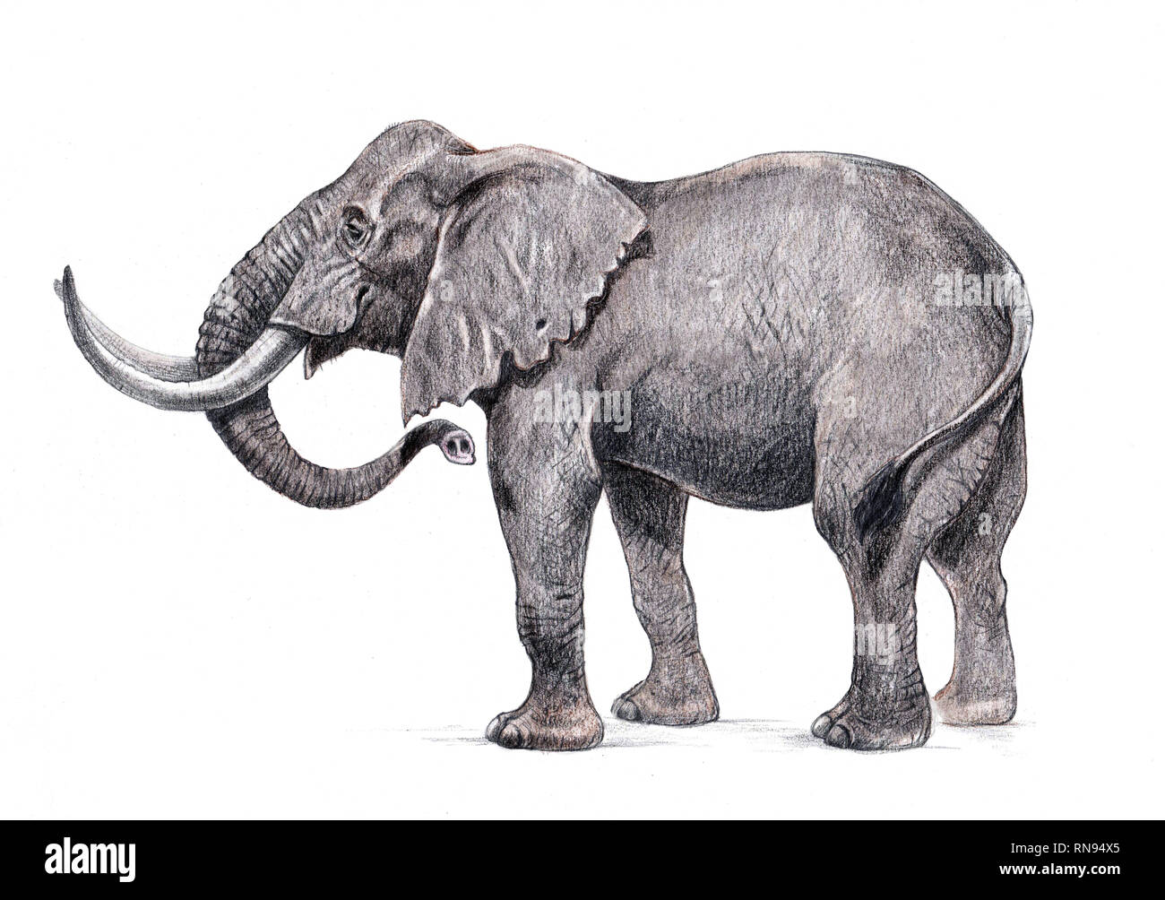 Detail Pencil Drawings Of Elephants Nomer 20