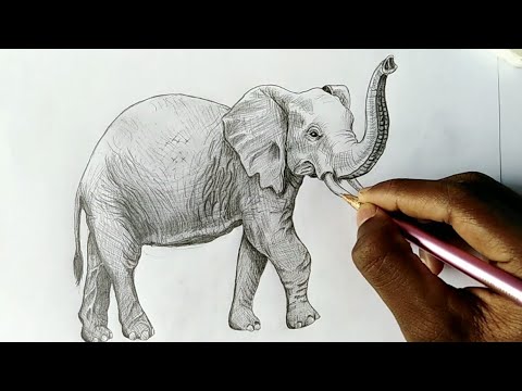 Detail Pencil Drawings Of Elephants Nomer 21