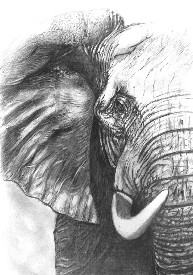 Detail Pencil Drawings Of Elephants Nomer 26