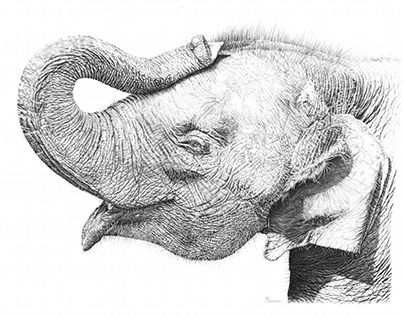 Detail Pencil Drawings Of Elephants Nomer 28