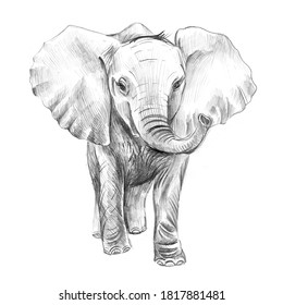 Detail Pencil Drawings Of Elephants Nomer 37