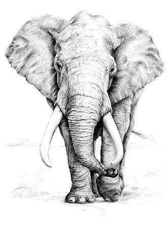 Detail Pencil Drawings Of Elephants Nomer 5