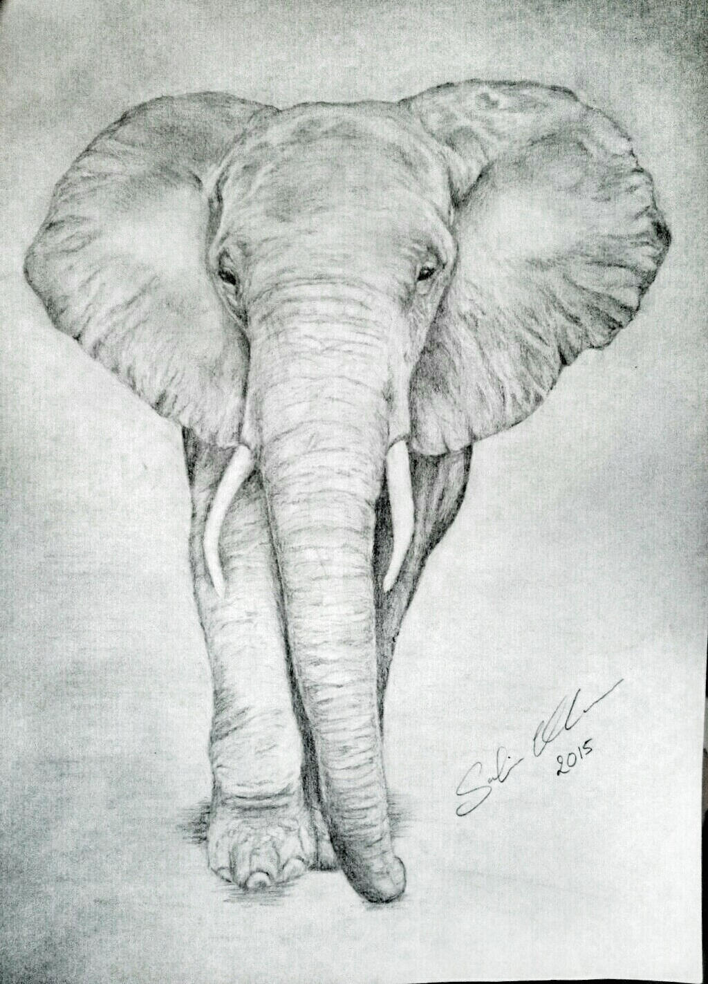 Detail Pencil Drawings Of Elephants Nomer 41