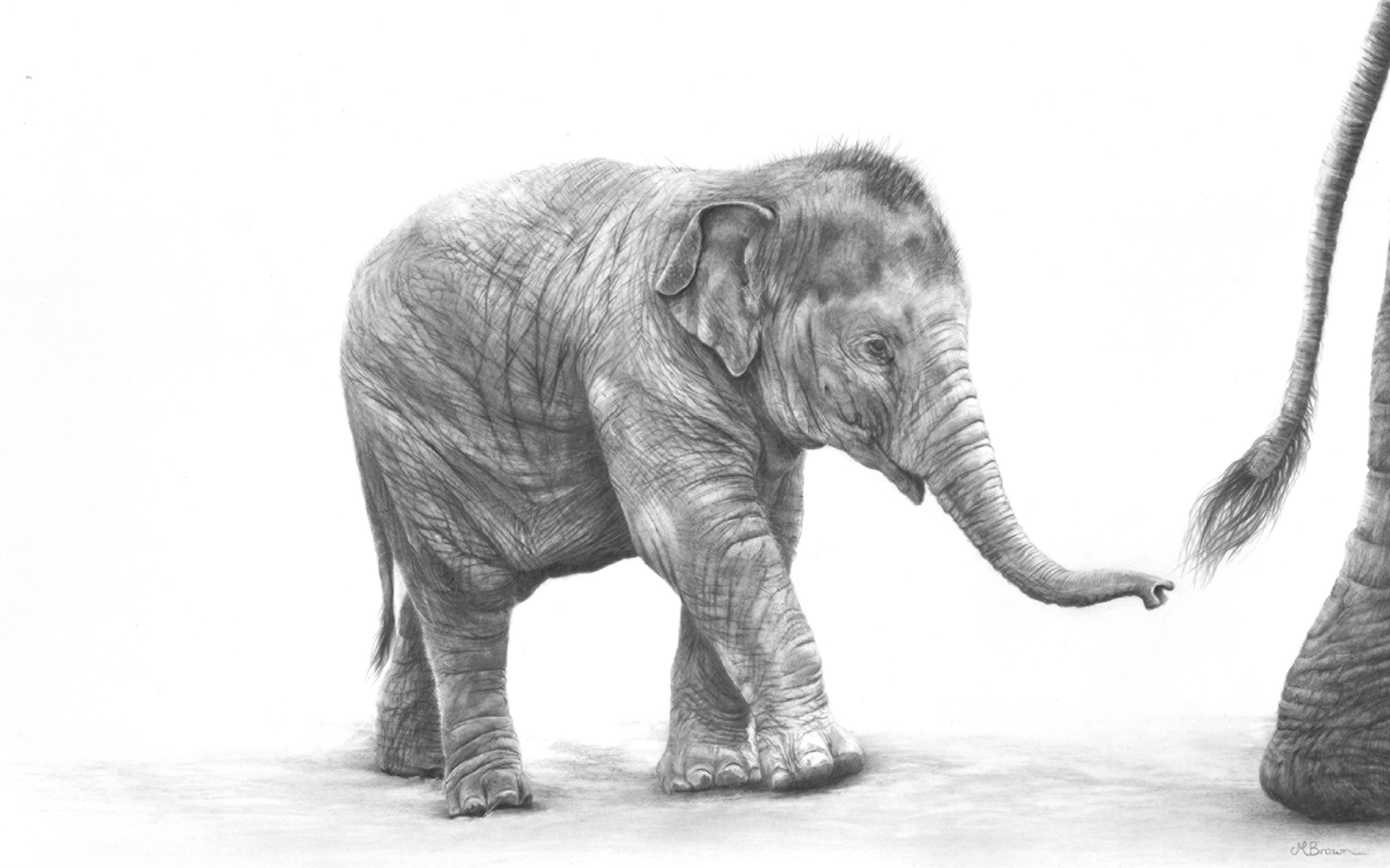 Detail Pencil Drawings Of Elephants Nomer 53