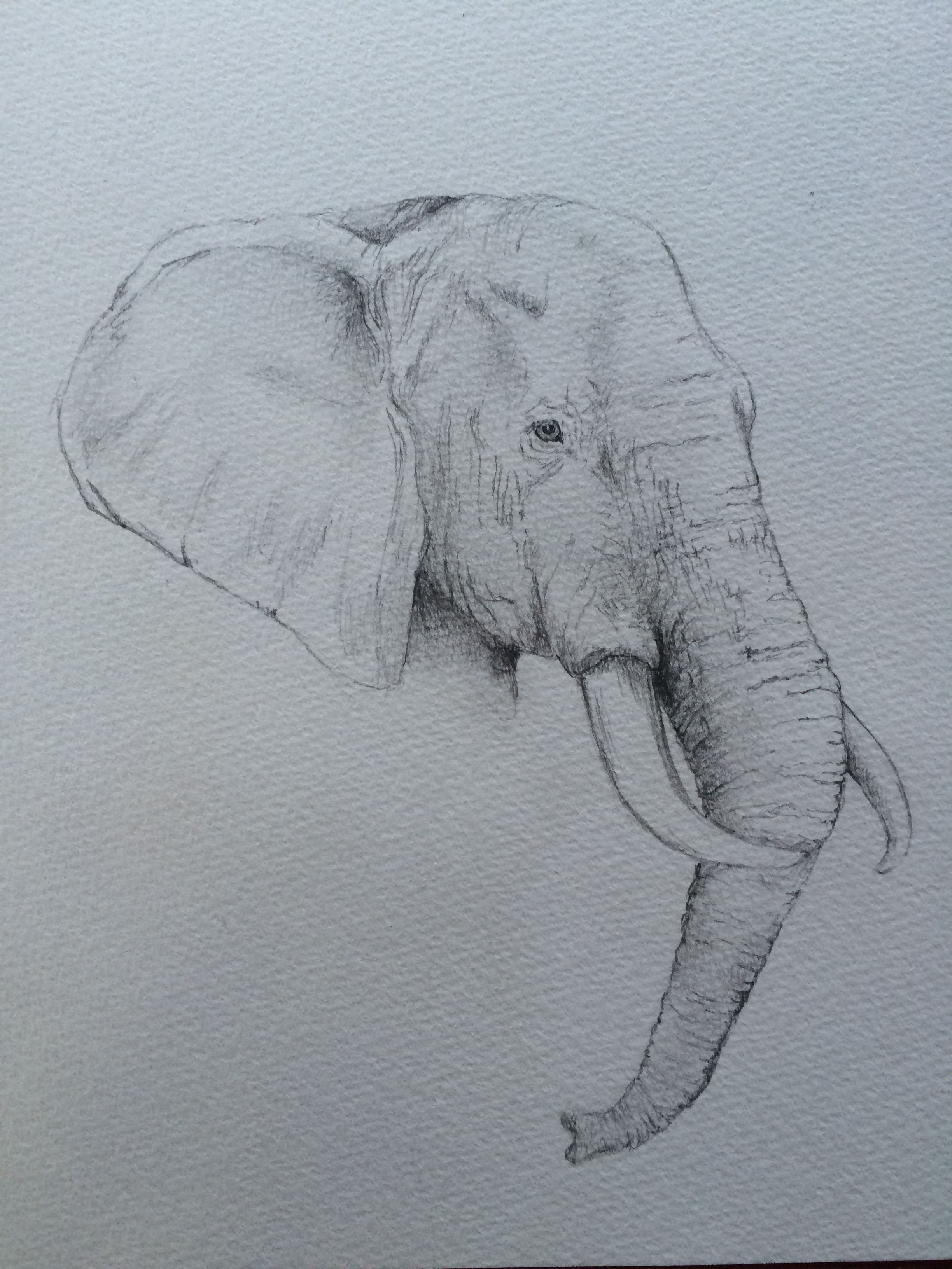 Detail Pencil Drawings Of Elephants Nomer 8