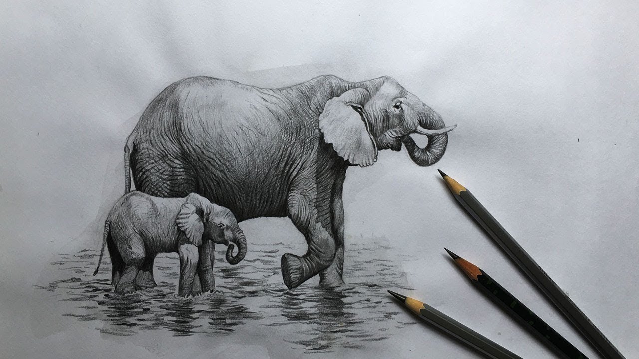 Detail Pencil Drawings Of Elephants Nomer 10