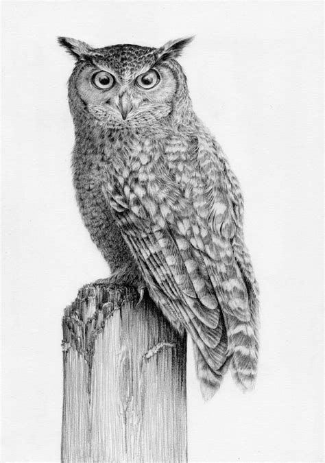 Detail Pencil Drawings Of Owls Nomer 13