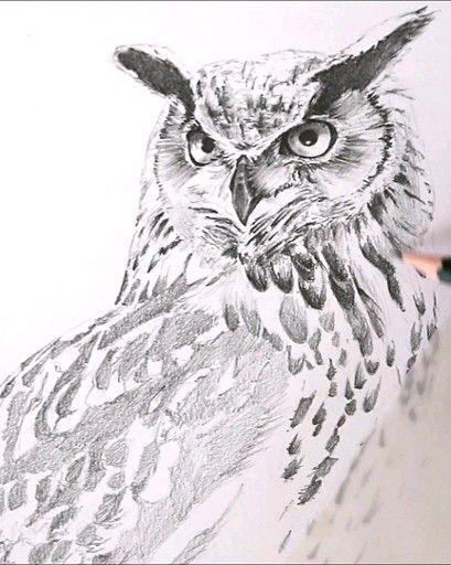 Detail Pencil Drawings Of Owls Nomer 16