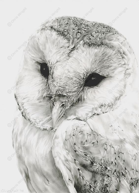 Detail Pencil Drawings Of Owls Nomer 19