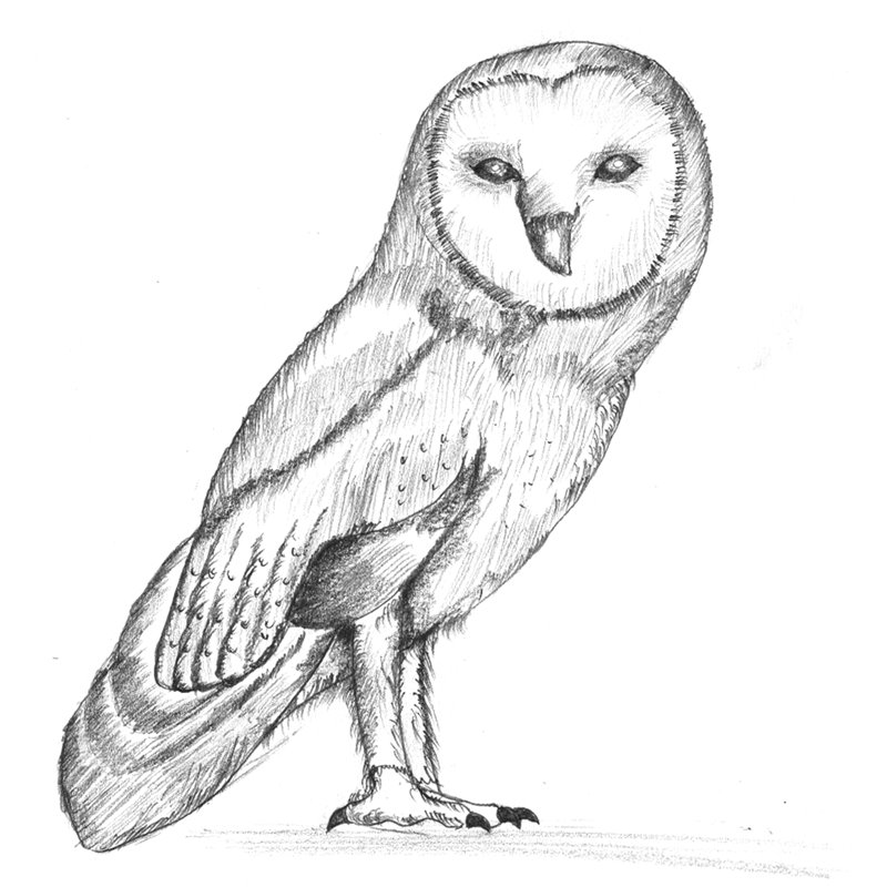 Detail Pencil Drawings Of Owls Nomer 22