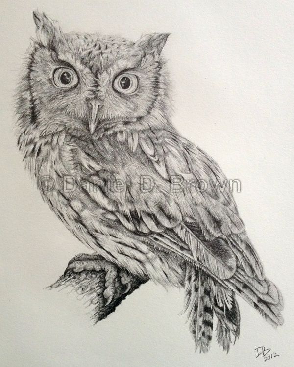 Detail Pencil Drawings Of Owls Nomer 25