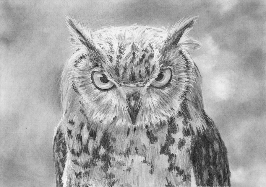 Detail Pencil Drawings Of Owls Nomer 27