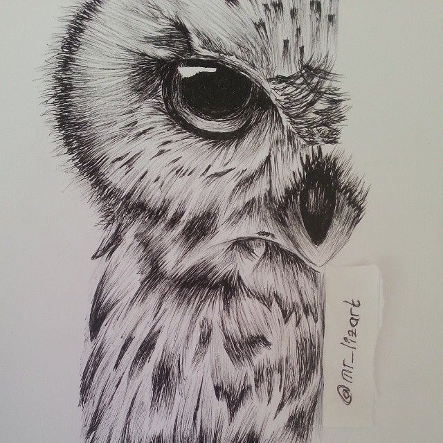 Detail Pencil Drawings Of Owls Nomer 30