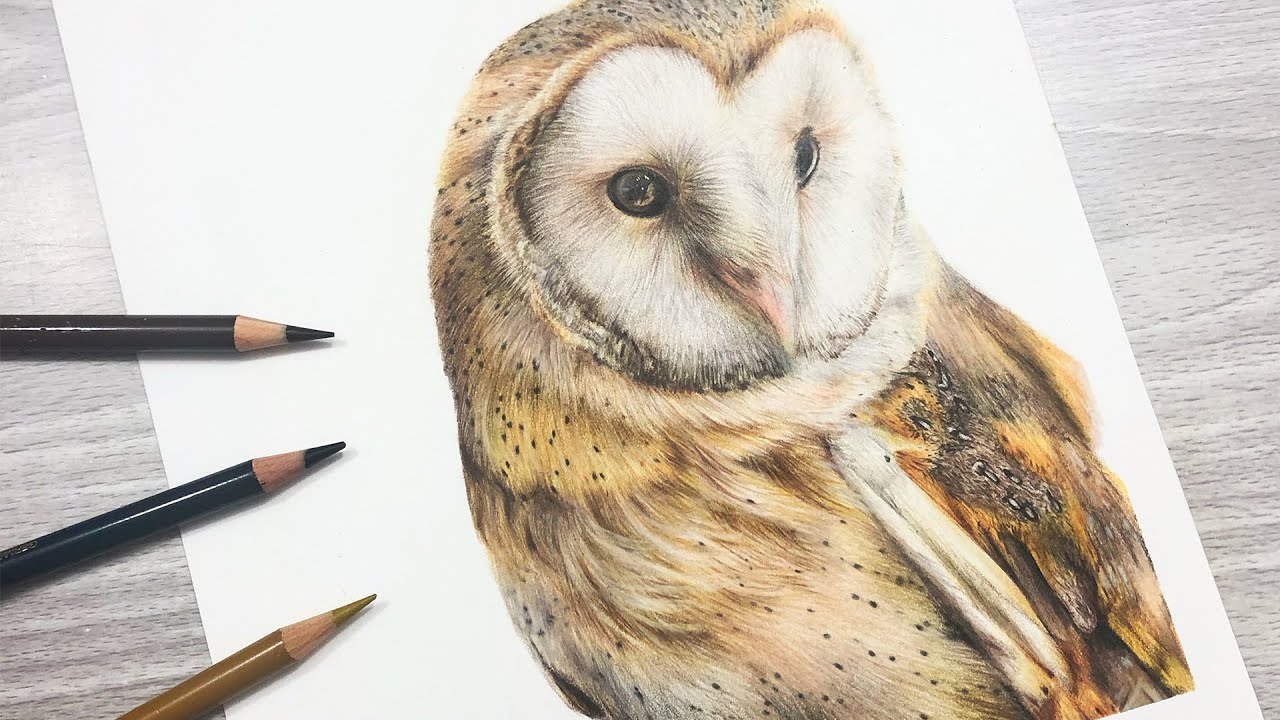 Detail Pencil Drawings Of Owls Nomer 34